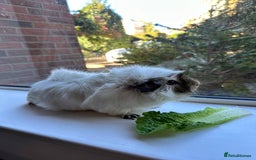 Guinea Pig rodents for sale: Boar White Abyssinian Cavy - Image 1