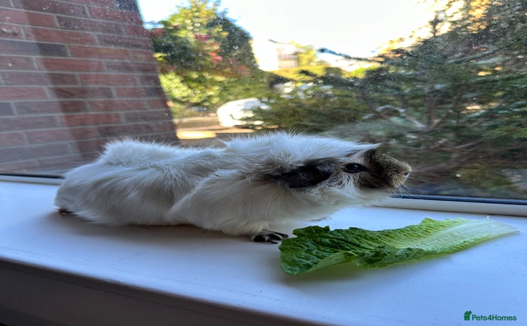 Guinea Pig rodents - Advert 9