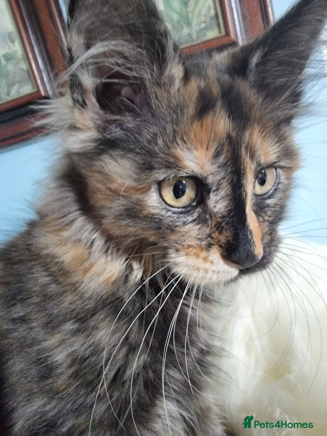 Maine Coon cats for sale: Pedigree GCCF Registered Maincoon Kittens - Image 13