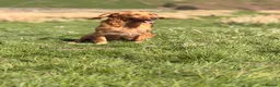 Cocker Spaniel dogs for sale: Gorgeous litter of cocker spaniels  - Advert 4