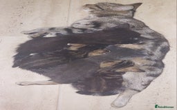 Mixed Breed cats for sale: Kittens for sale  - Image 5