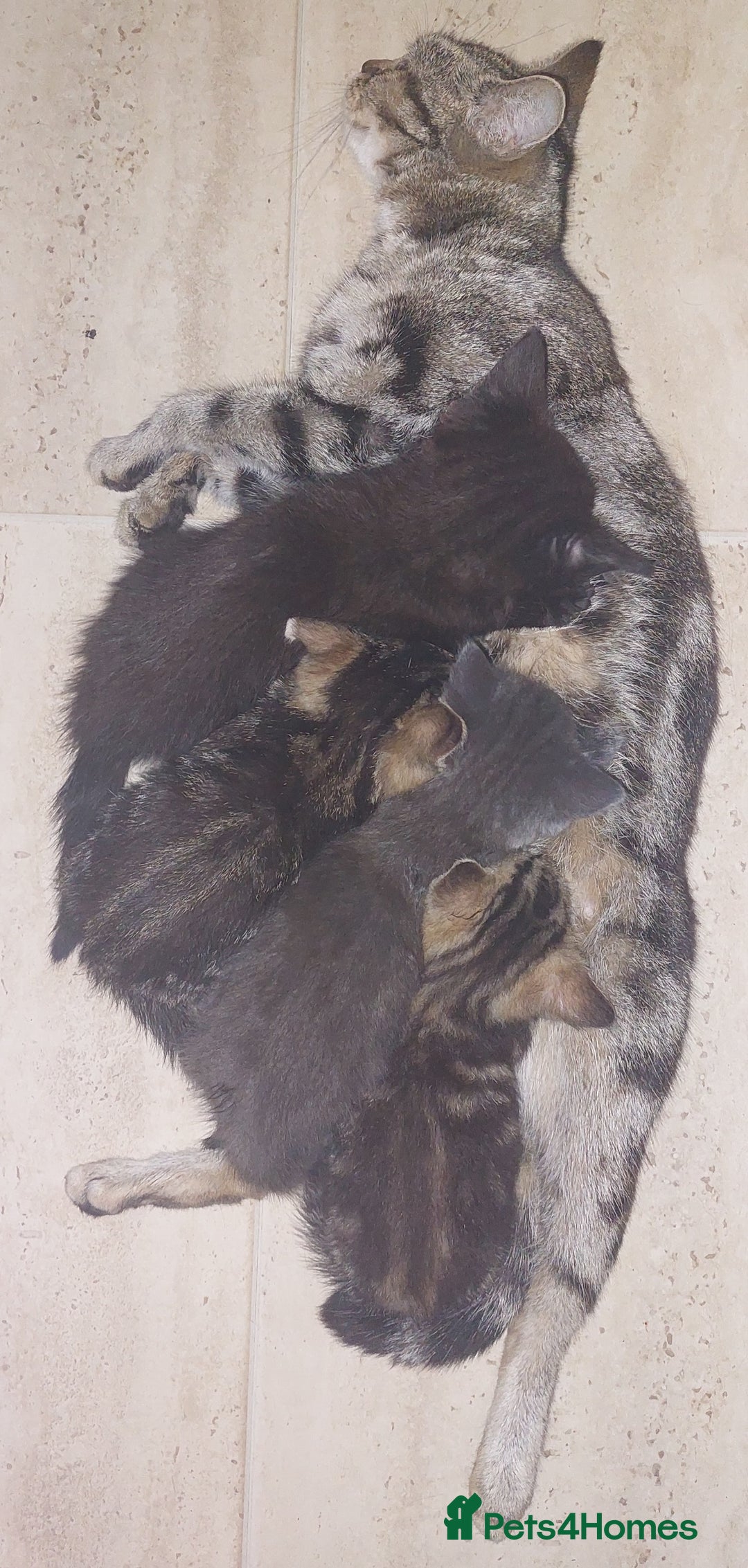 Mixed Breed cats for sale: Kittens for sale  - Image 5