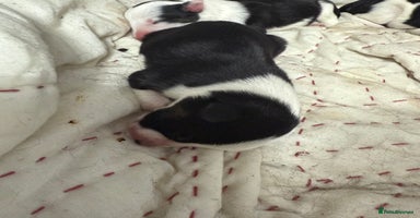 Border Collie dogs - Advert 4
