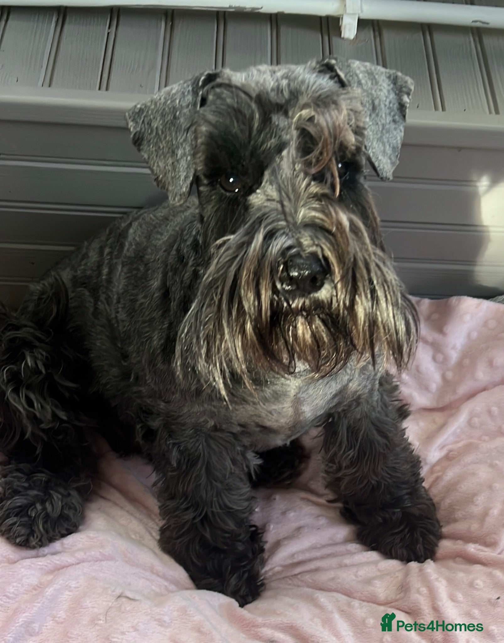 Miniature Schnauzer dogs Miniature Schnauzer Puppies  - Advert 1
