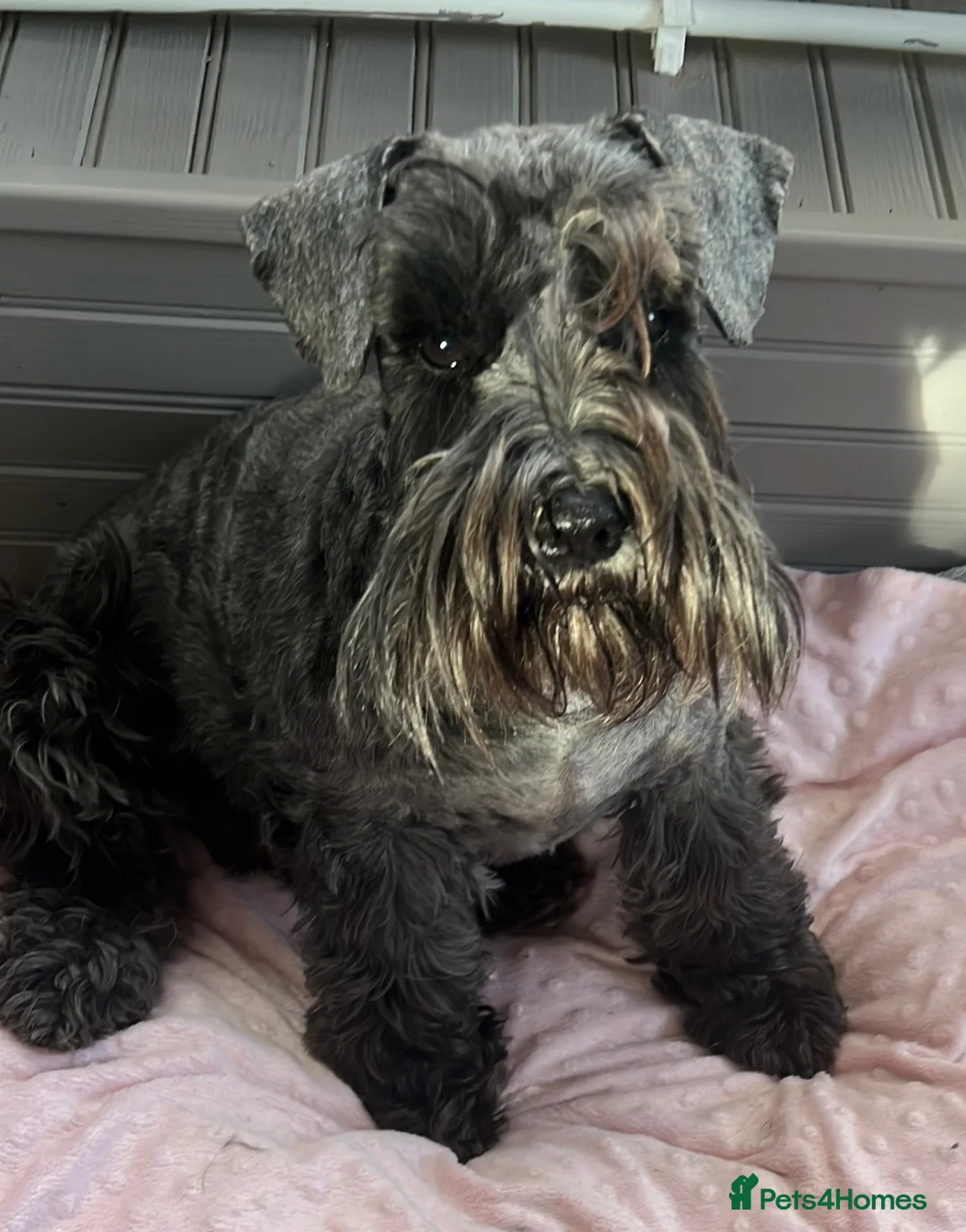 Miniature Schnauzer dogs for sale: Miniature Schnauzer Puppies  - Advert 1