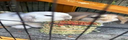 Dwarf Lop rabbits for sale: Bonded male pair of dwarf lops - Advert 2