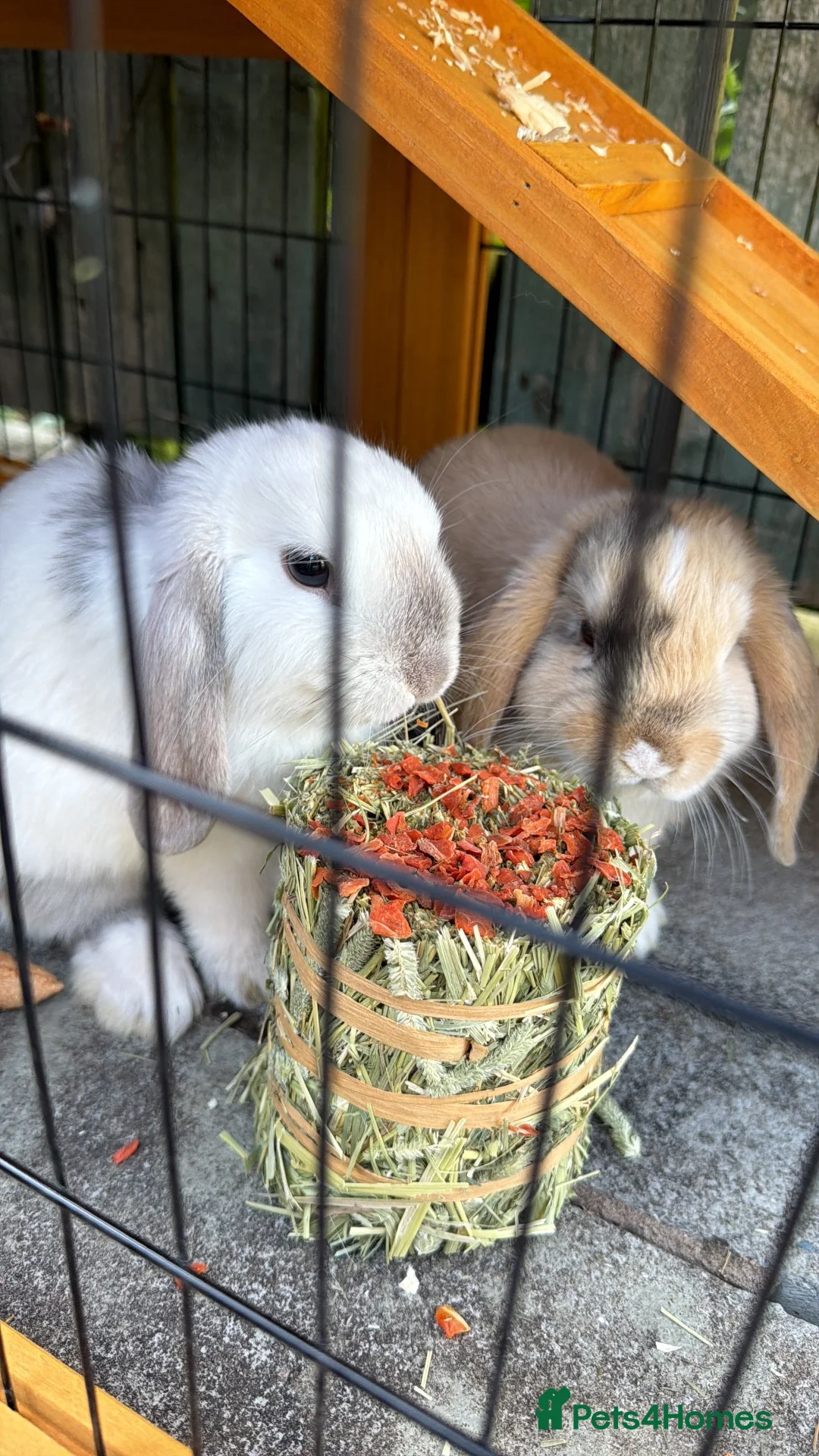 Dwarf Lop rabbits for sale: Bonded male pair of dwarf lops - Advert 2