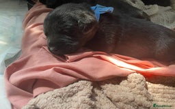 Mixed Breed dogs for sale: YOUR NEW BEST FRIEND IS WAITING!  - Image 25