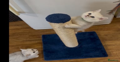 British Shorthair cats - Advert 9