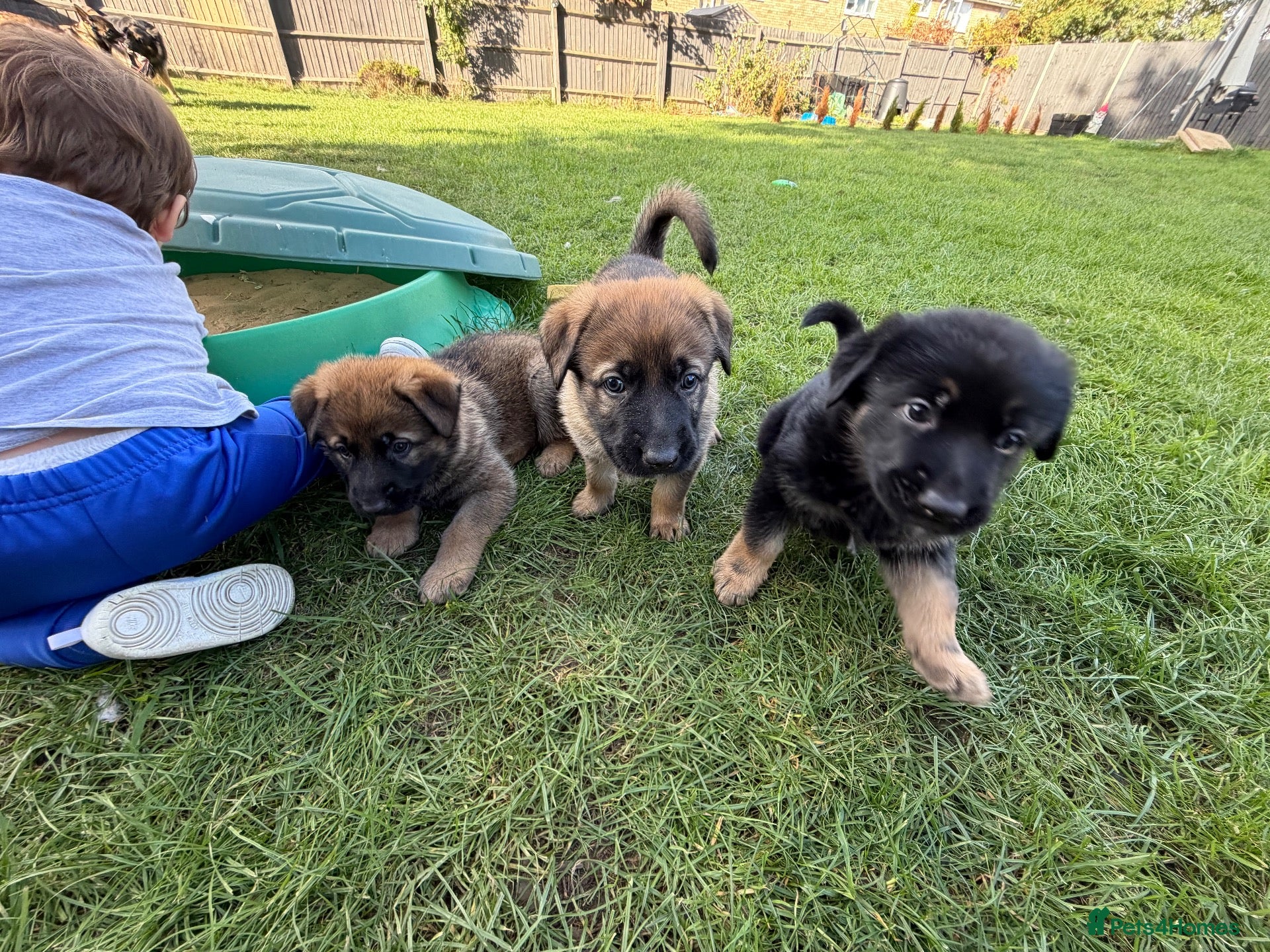Mixed Breed dogs Belgian Malinois x German Shepherd Puppies - Advert 14