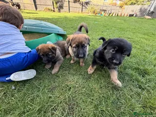 Mixed Breed dogs Belgian Malinois x German Shepherd Puppies - Advert 14