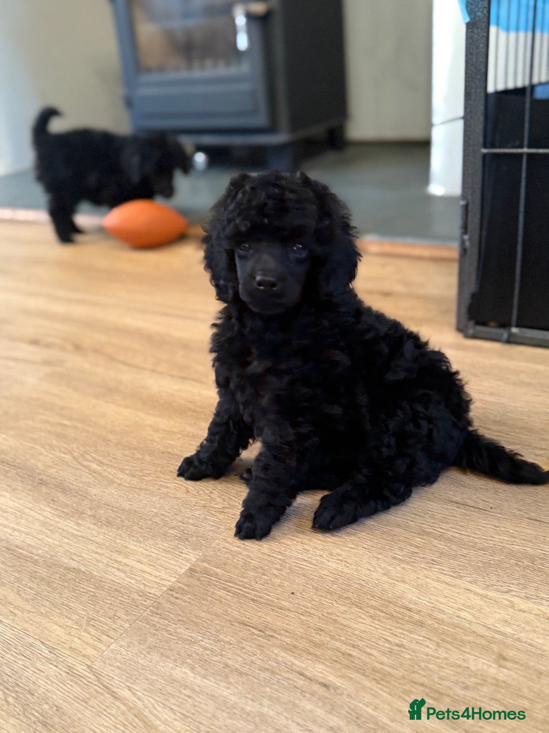 Miniature Poodle dogs for sale: Miniature Poodle Puppies - Advert 6