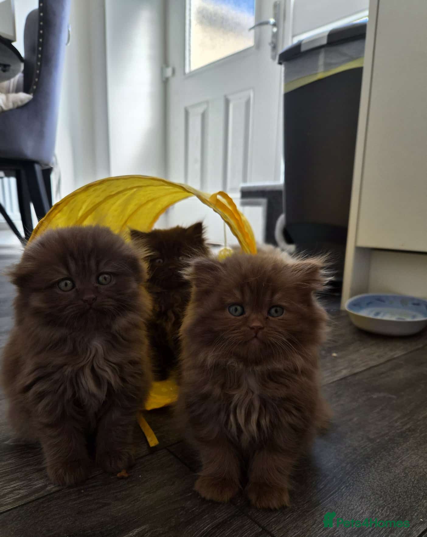 Scottish Fold cats Scottish fold and stright. Playful 3 females  - Advert 1