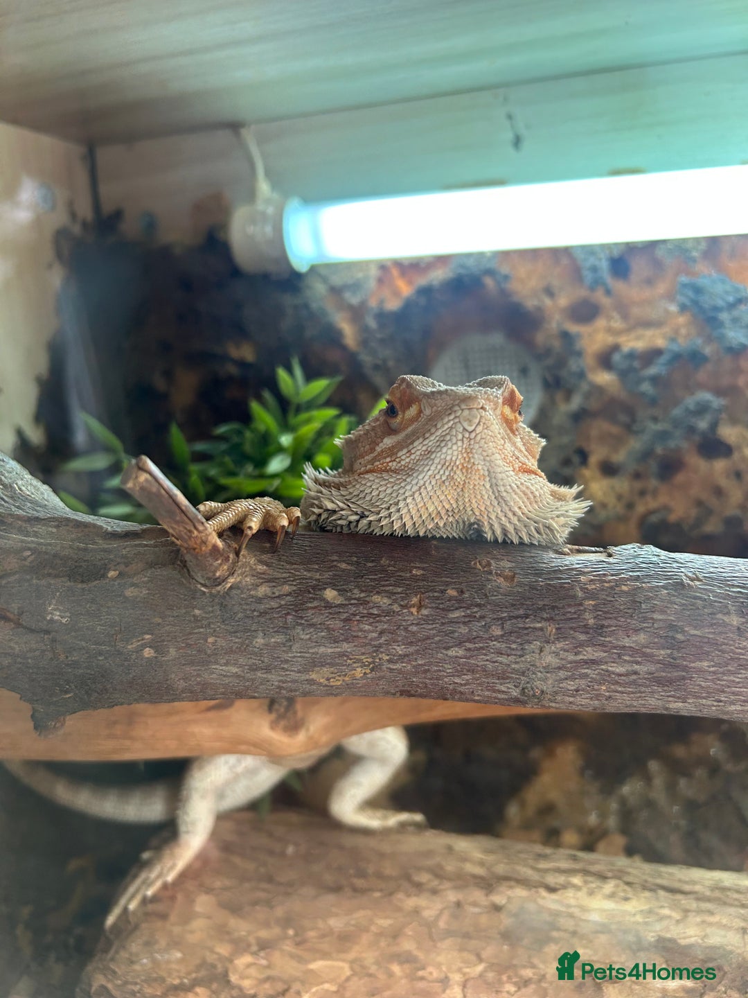 Bearded Dragon reptiles for sale: Lovely male bearded dragon, with full set up  - Image 3
