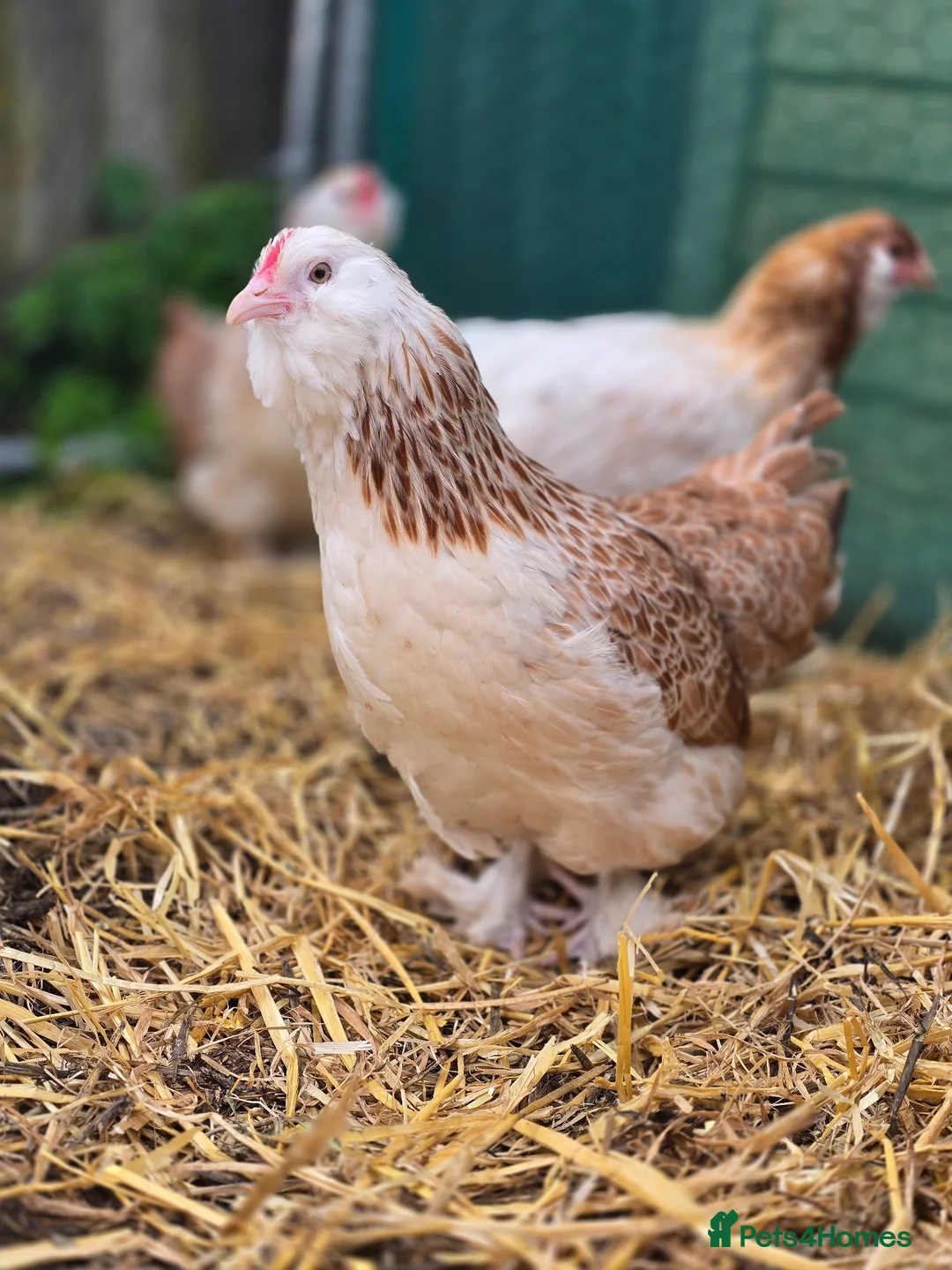 Chickens poultry for sale: Salmon Faverolle Bantam Hens in Newmarket - Advert 2