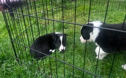 Border Collie dogs for sale: Border Collie puppies for sale - Image 4