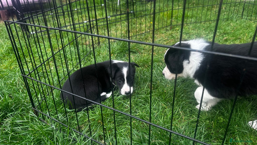 Border Collie dogs for sale: Border Collie puppies for sale - Image 4