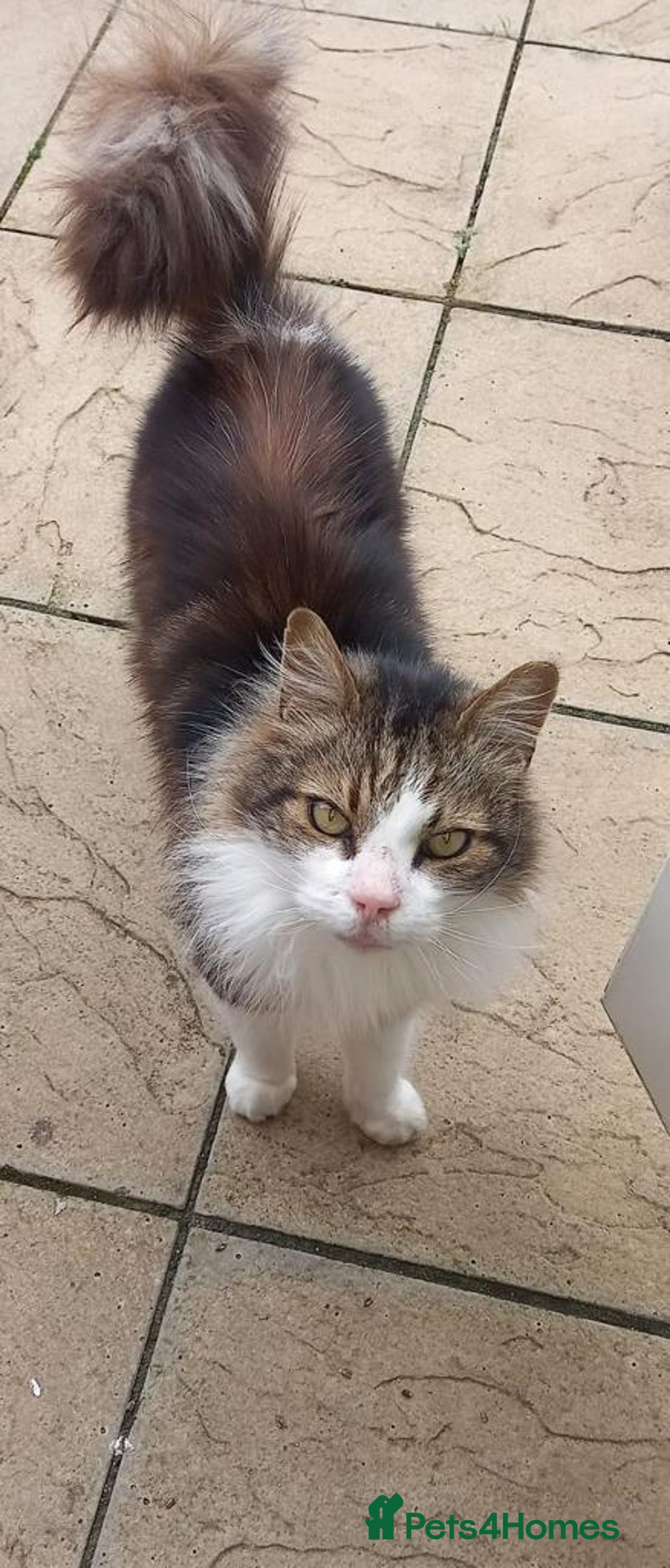 Maine Coon cats for sale: Toffe name cat Healthy , Gentle Loving Maine coone - Advert 4