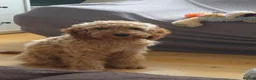 Cockapoo dogs for sale: Cockapoo Puppy – Friendly and Healthy in Kingston upon Thames - Advert 1