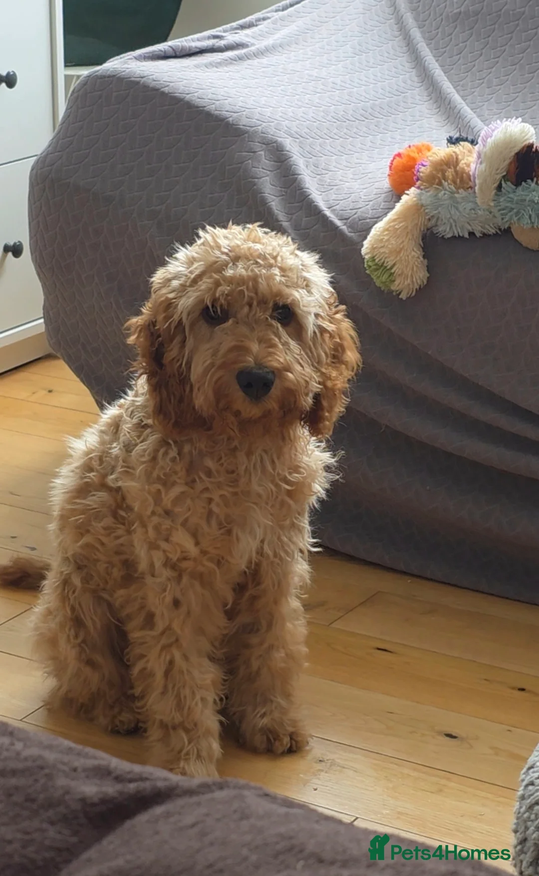 Cockapoo dogs for sale: Cockapoo Puppy – Friendly and Healthy in Kingston upon Thames - Advert 1