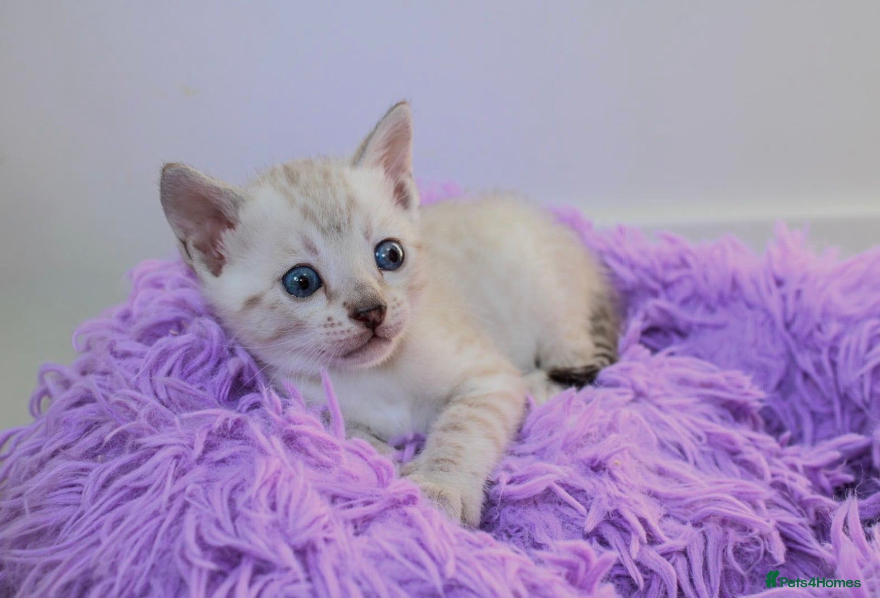 Bengal cats ❄️🏆STUNNING SNOW BENGALS. TICA REGISTERED. 😻🏆❄️ - Advert 7