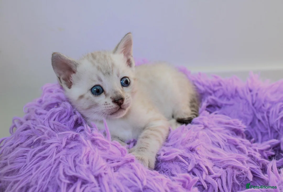 Bengal cats for sale: ❄️🏆STUNNING SNOW BENGALS. TICA REGISTERED. 😻🏆❄️ - Advert 1