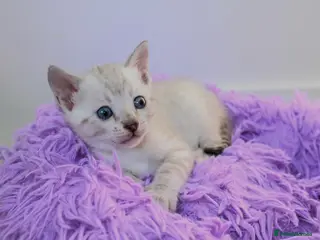 Bengal cats ❄️🏆STUNNING SNOW BENGALS. TICA REGISTERED. 😻🏆❄️ - Advert 7