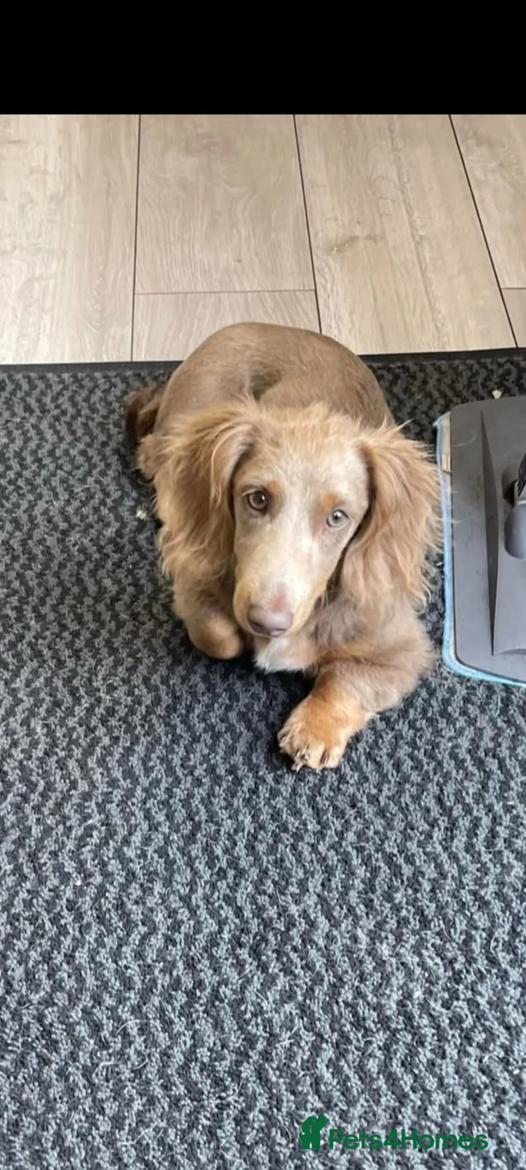 Miniature Dachshund dogs for sale: Stunning dachshund puppies  - Advert 14