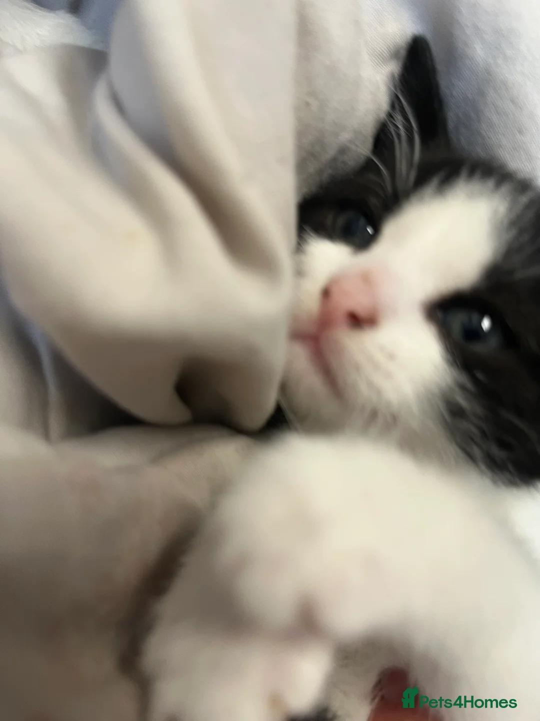 Mixed Breed cats for sale: Stunning Mixed Breed Tuxedo Female kittens - Advert 2