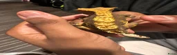Gecko reptiles for sale: Crested Gecko for sale - Advert 6