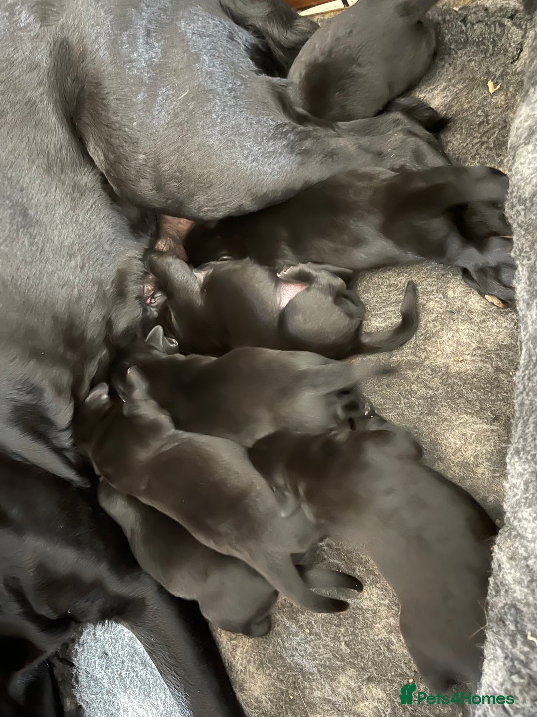 Labrador Retriever dogs for sale: Beautiful black Labrador pups - Image 4