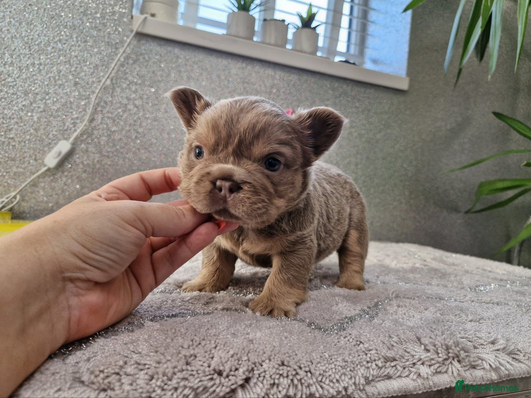 French Bulldog dogs for sale: Beautiful fluffy french bulldog puppies - Image 5