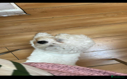 Maltese dogs for sale: Maltese - Image 4