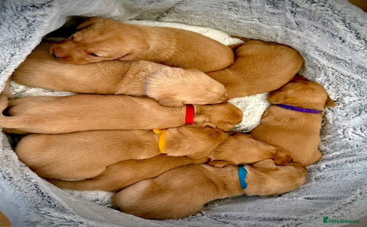 Labrador Retriever dogs - Advert 7