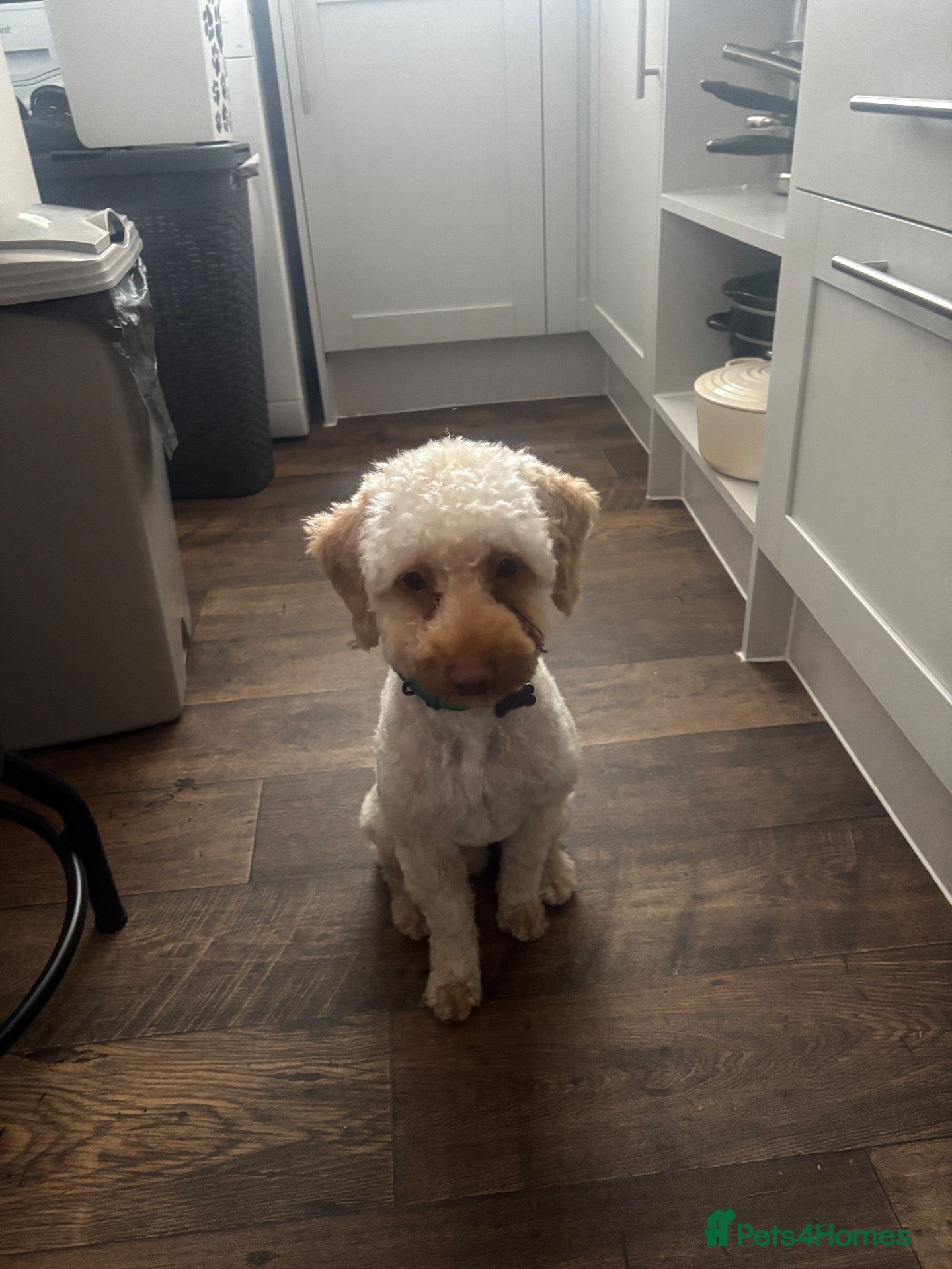 Miniature Poodle dogs for sale: Miniature poodle for sale  - Advert 10