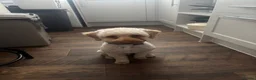 Miniature Poodle dogs for sale: Miniature poodle for sale  in Braintree - Advert 1