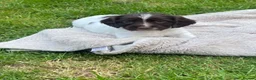 English Springer Spaniel dogs for sale: KC registered working Springer pups - Advert 4