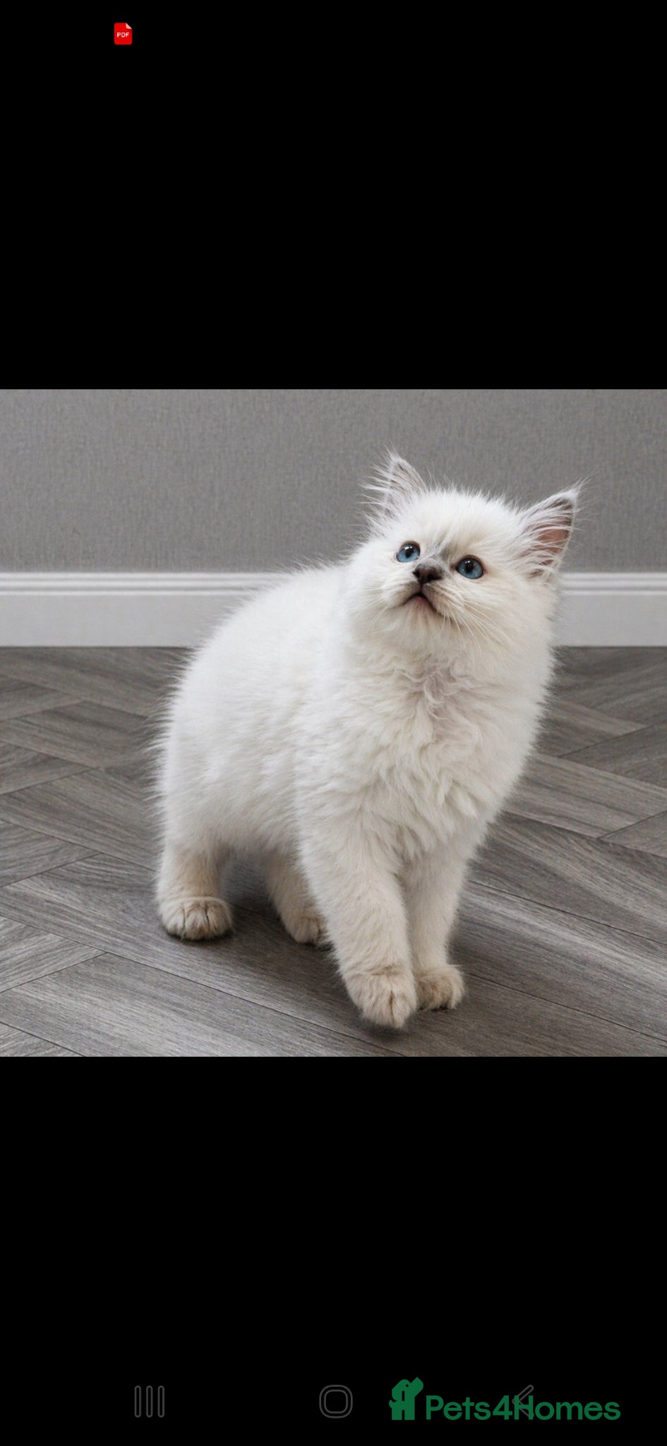 Ragdoll cats Lilac tica registered ragdolls Active  - Advert 13