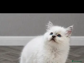 Ragdoll cats Lilac tica registered ragdolls Active - Advert 8