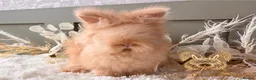 Angora rabbits for sale: 3 BEAUTIFUL VACCINATED ANGORAS READY NOW - Advert 9