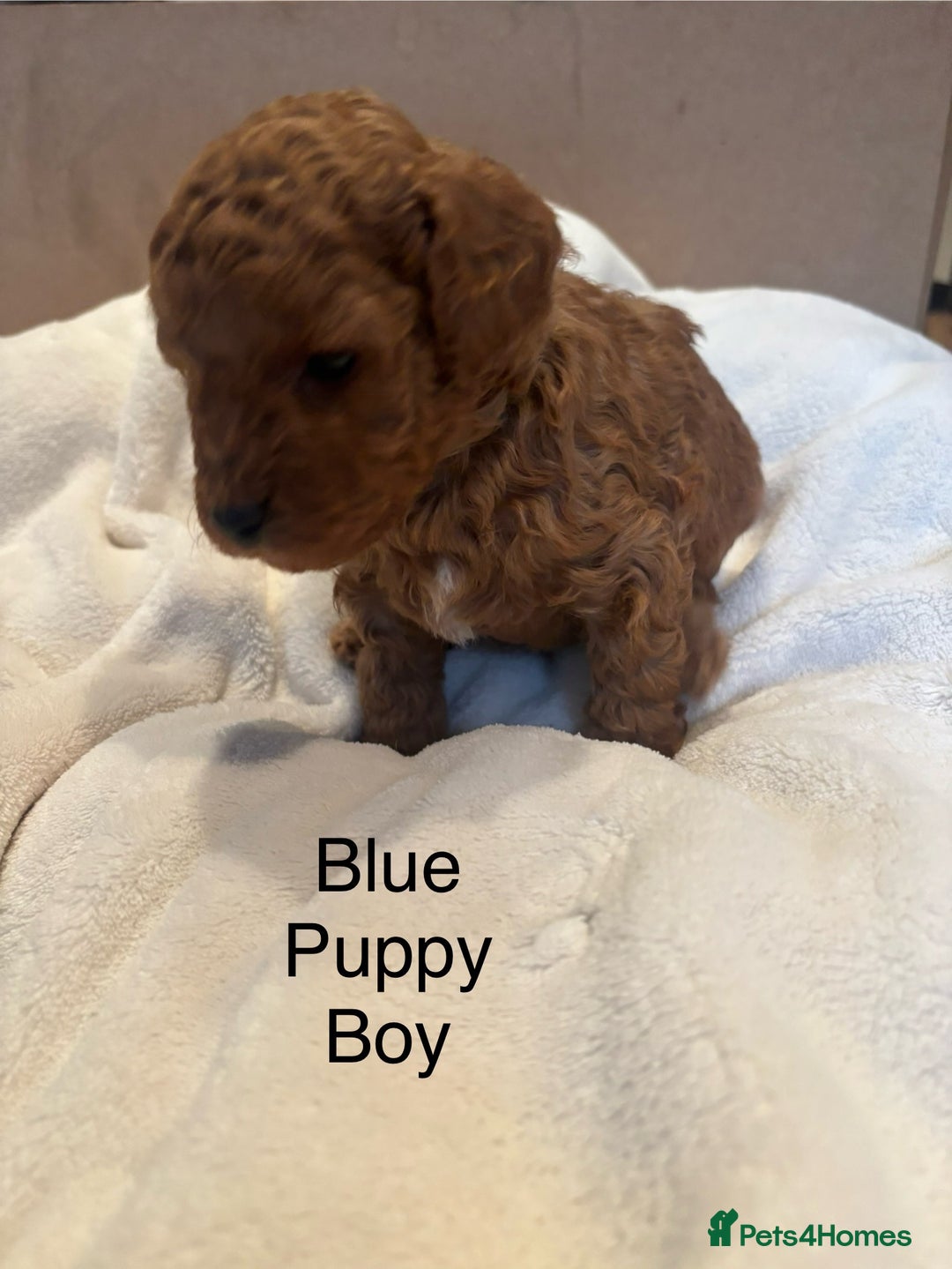 Miniature Poodle dogs for sale: KC Registered red miniature poodles  - Advert 32