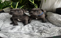 Staffordshire Bull Terrier dogs for sale: 🔷 Pharaon Champion Line Pups 🔷 in Wolverhampton - Image 34
