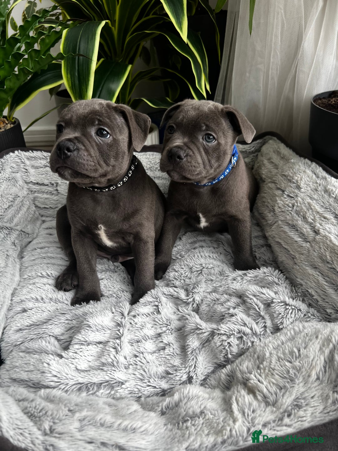 Staffordshire Bull Terrier dogs for sale: 🔷 Pharaon Champion Line Pups 🔷 in Wolverhampton - Image 34