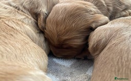 Goldendoodle dogs for sale: F1 Miniature Goldendoodle's 100% DNA Health-Tested - Image 11