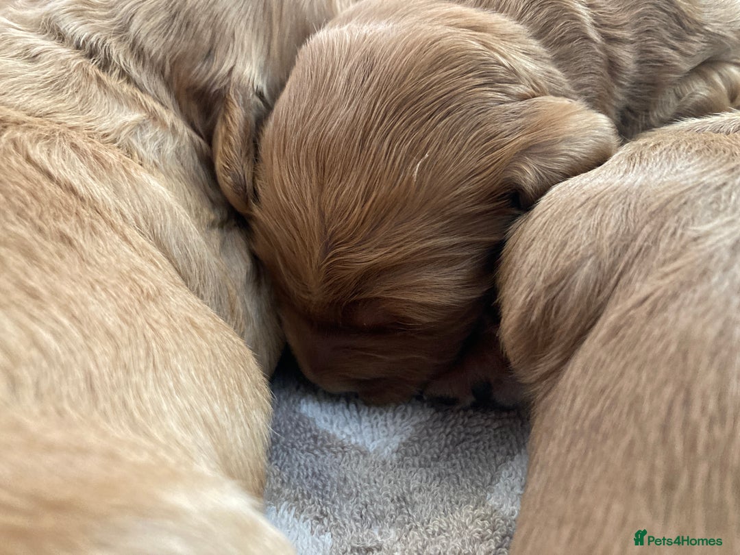 Goldendoodle dogs for sale: F1 Miniature Goldendoodle's 100% DNA Health-Tested - Image 11