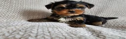 Yorkshire Terrier dogs for sale: Yorkshire Terrier puppies - Advert 4