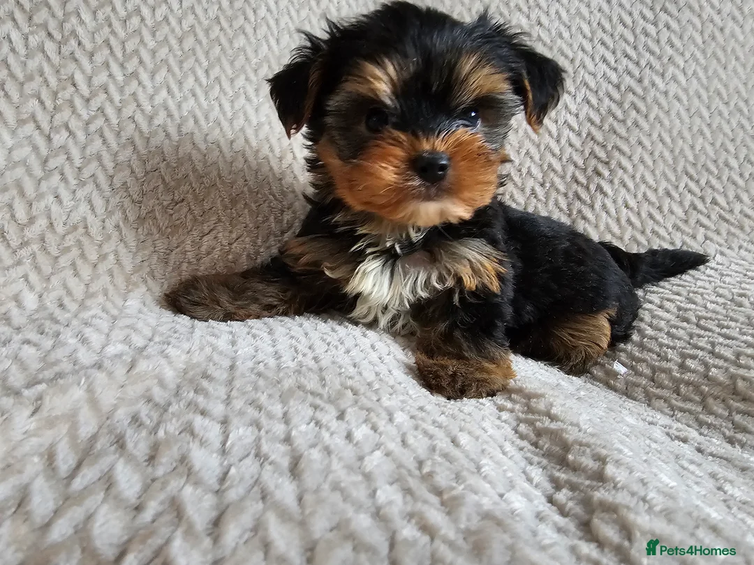 Yorkshire Terrier dogs for sale: Yorkshire Terrier puppies - Advert 4