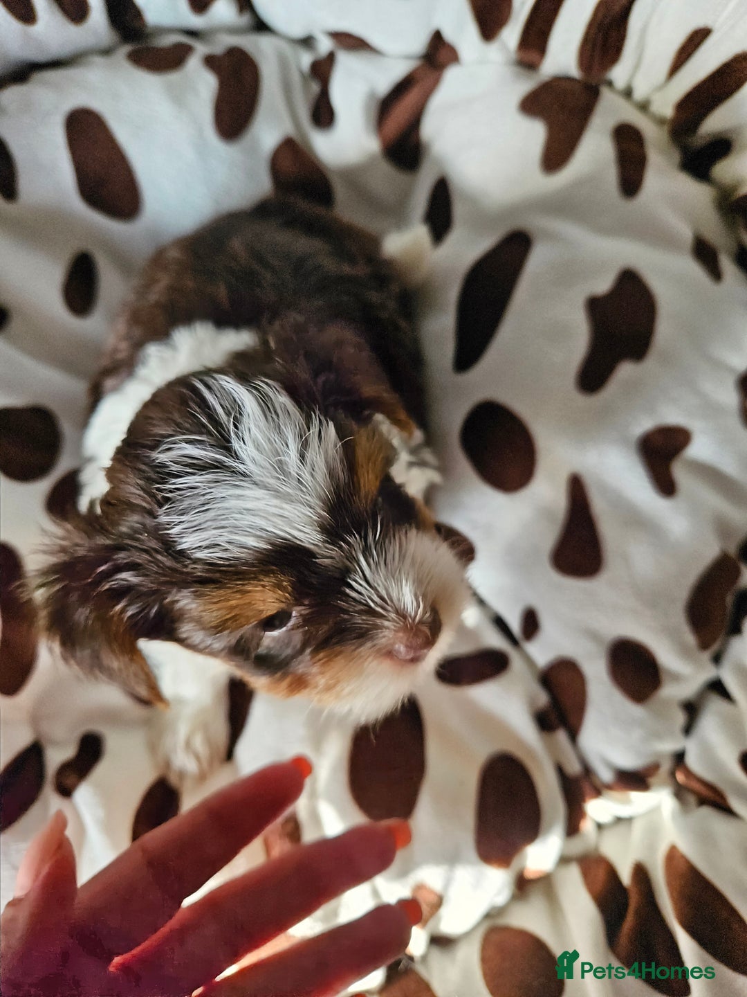 Yorkshire Terrier dogs for sale: DNA TESTED Father - Yorkshire Terrier puppies  - Image 17