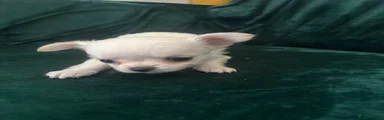 Chihuahua 3