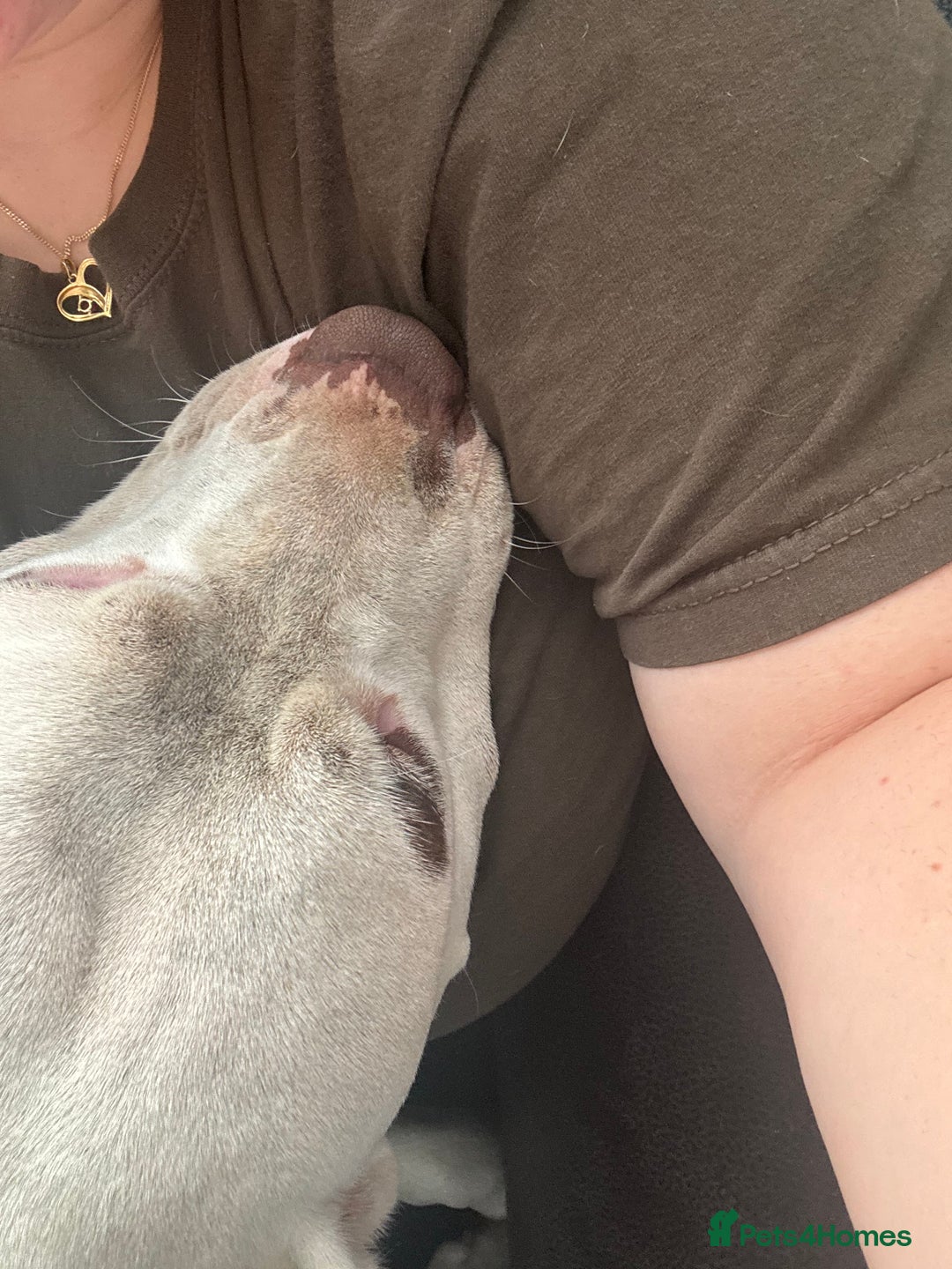 American Bulldog dogs for stud: Lovely amazing dog - Image 4
